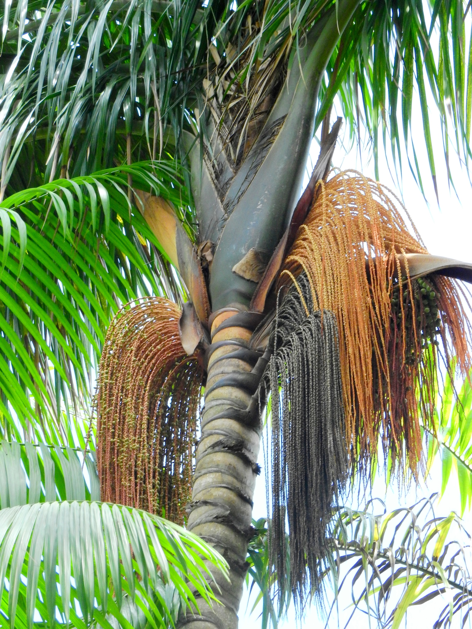 Imagem de Bacaba-de-leque
