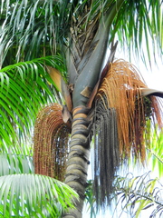 Oenocarpus