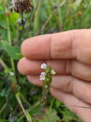 Euphrasia taurica
