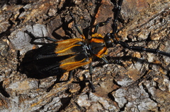 Batus hirticornis