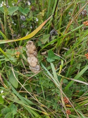 Rhinanthus serotinus aestivalis