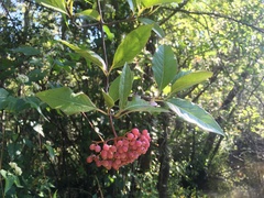 Viburnum nudum