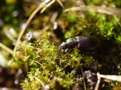 Agonum muelleri