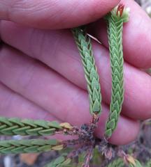 Crassula ericoides ericoides