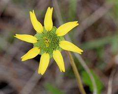Berlandiera subacaulis
