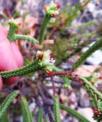 Crassula ericoides ericoides