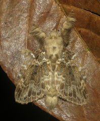 Euglyphis aleria