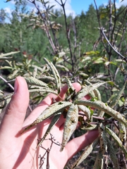 Sambucus racemosa