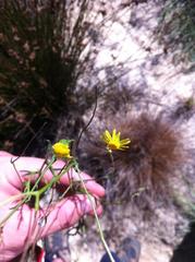 Senecio burchellii