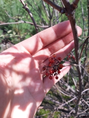 Sambucus racemosa