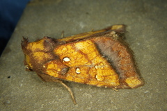 Papaipema leucostigma