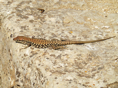 Podarcis muralis