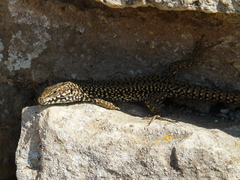 Podarcis muralis