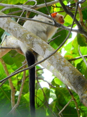 Mico argentatus