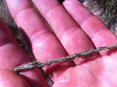 Eragrostis sarmentosa