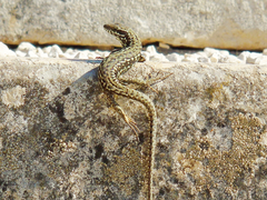 Podarcis muralis