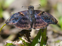 Chiomara mithrax