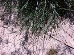 Eragrostis sarmentosa
