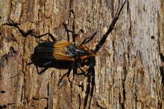 Batus hirticornis
