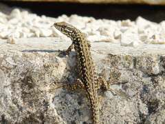 Podarcis muralis