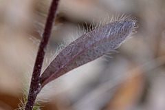 Hieracium megacephalon