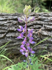 Lupinus neomexicanus