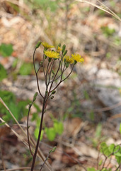 Hieracium megacephalon