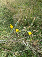 Tragopogon undulatus
