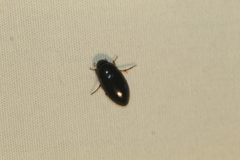 Tropisternus quadristriatus