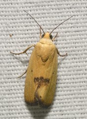 Ponometia tortricina