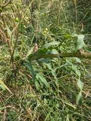 Tragopogon undulatus