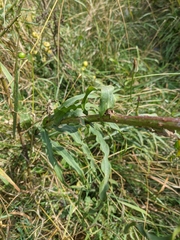 Tragopogon undulatus