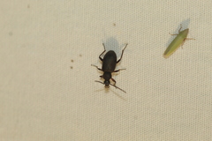 Lystronychus piliferus