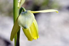 Albuca spiralis