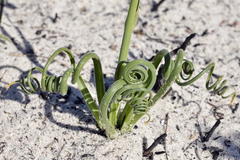 Albuca spiralis