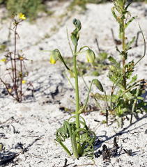 Albuca spiralis