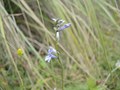 Lobelia gruina