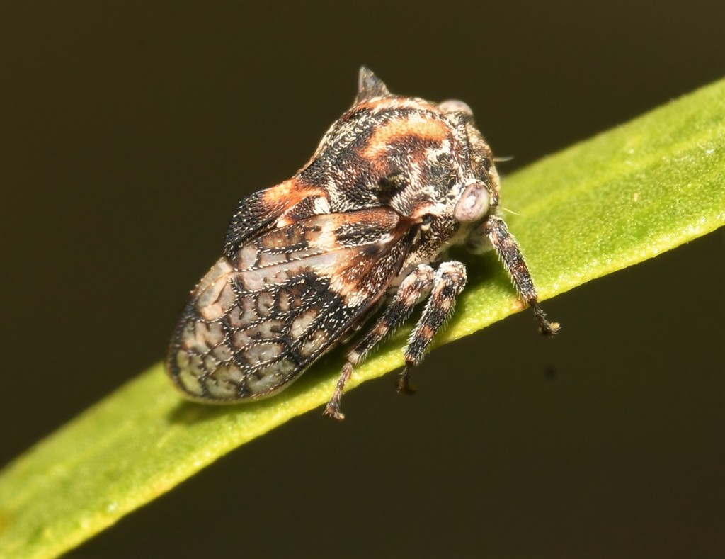Tylocentrus reticulatus