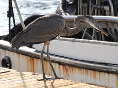 Ardea herodias