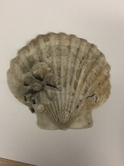 Chesapecten