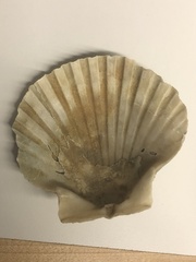 Chesapecten