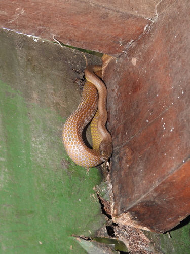 Photo of a Uganda House Snake (Hormonotus modestus)
