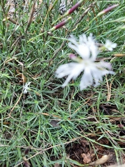 Dianthus arenarius