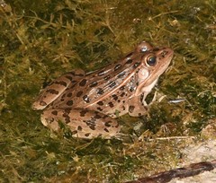 Lithobates blairi