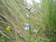 Lobelia gruina