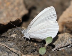 Pieris virginiensis