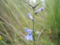 Lobelia gruina