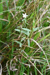 Stellaria hebecalyx