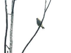 Ixothraupis guttata