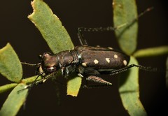 Cicindela ocellata rectilatera